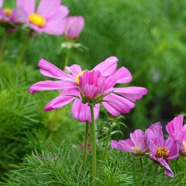 Cosmos caudatus Flower