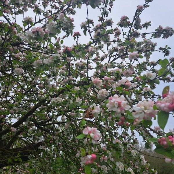 Malus sylvestris Blüte