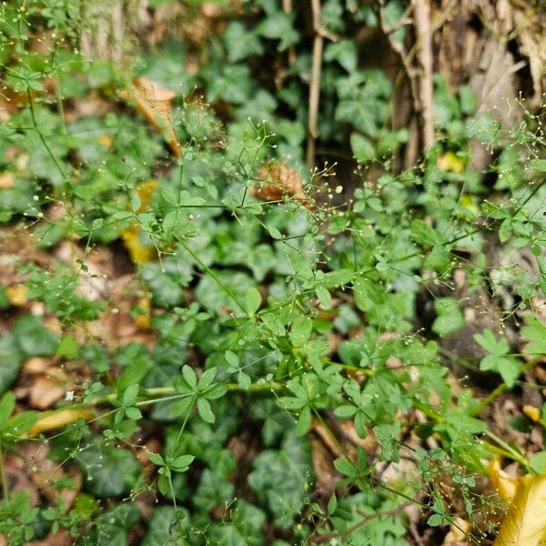 Galium sylvaticum Fleur