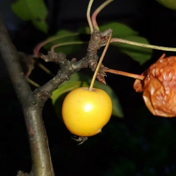 Malus sylvestris Fruto