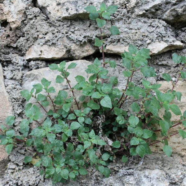 Parietaria lusitanica عادت داشتن