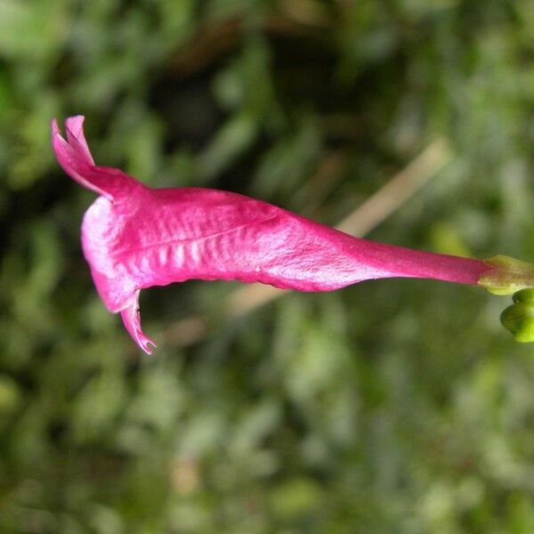 Strobilanthes hamiltoniana Flower