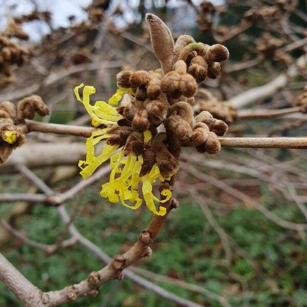 Hamamelis mollis ফুল