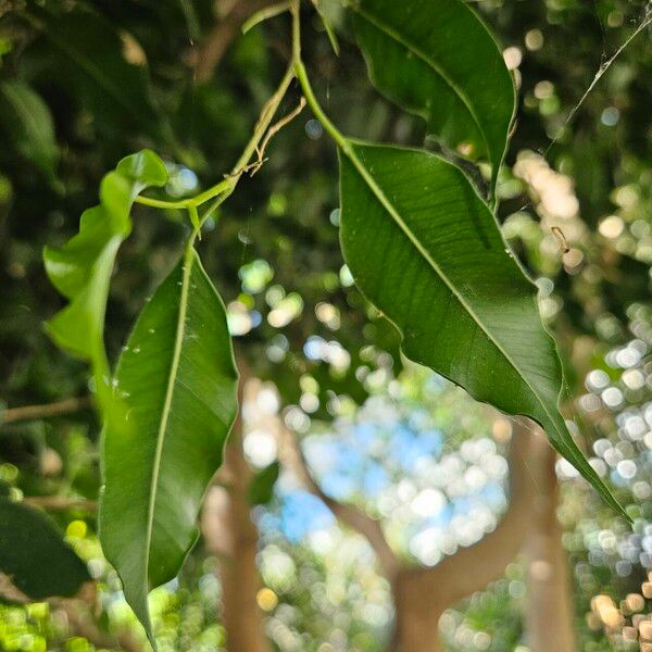 Ficus benjamina Foglia