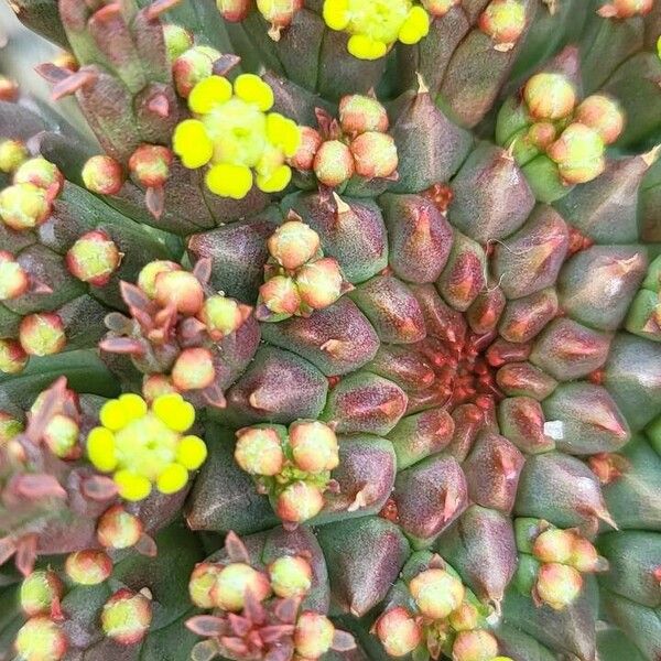 Euphorbia flanaganii Flower