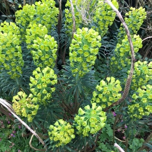 Euphorbia characias Fleur