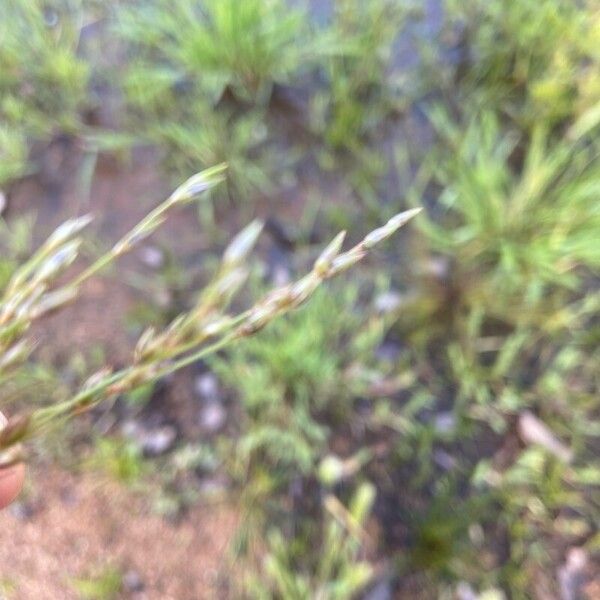 Juncus bufonius Цвят