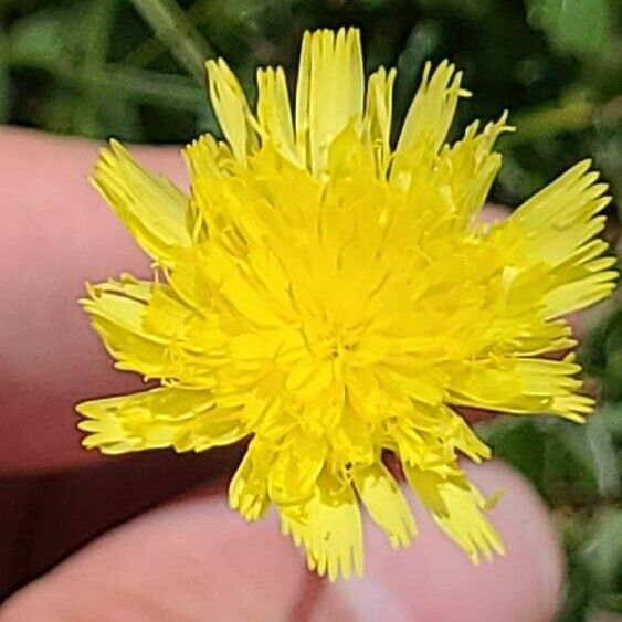 Pilosella lactucella Kwiat