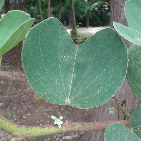 Piliostigma reticulatum Leaf