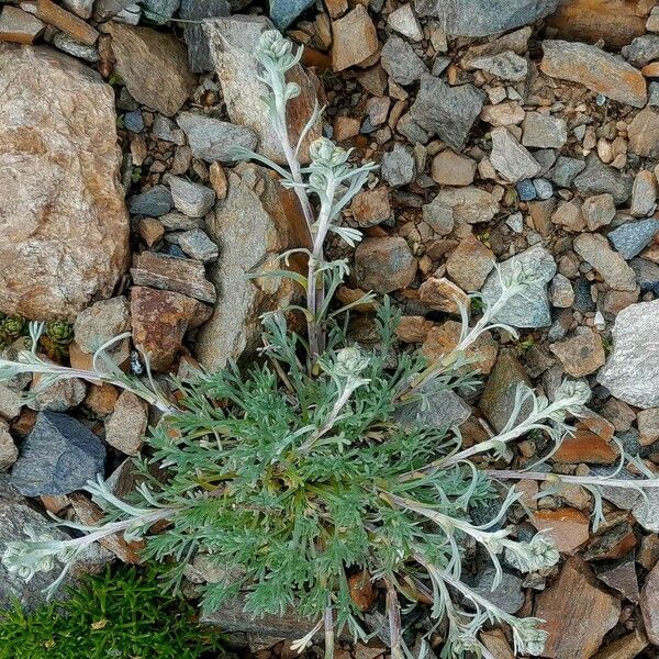 Artemisia umbelliformis ശീലം