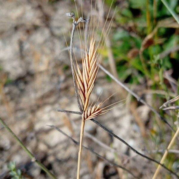 Brachypodium distachyon 果