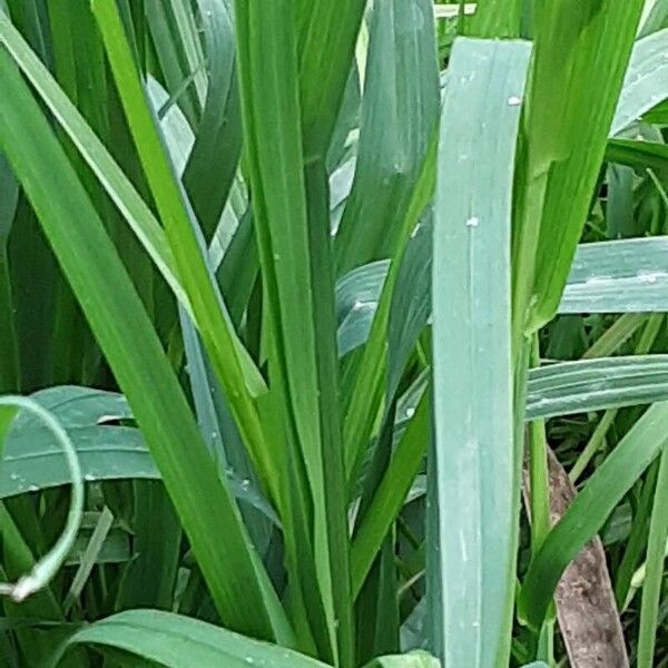 Dactylis glomerata Leaf