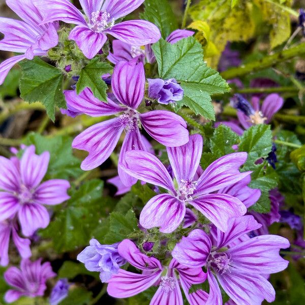 Malva sylvestris പുഷ്പം