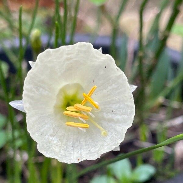 Narcissus bulbocodium Кветка