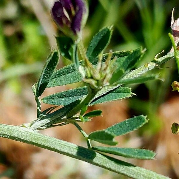 Medicago × varia Folha