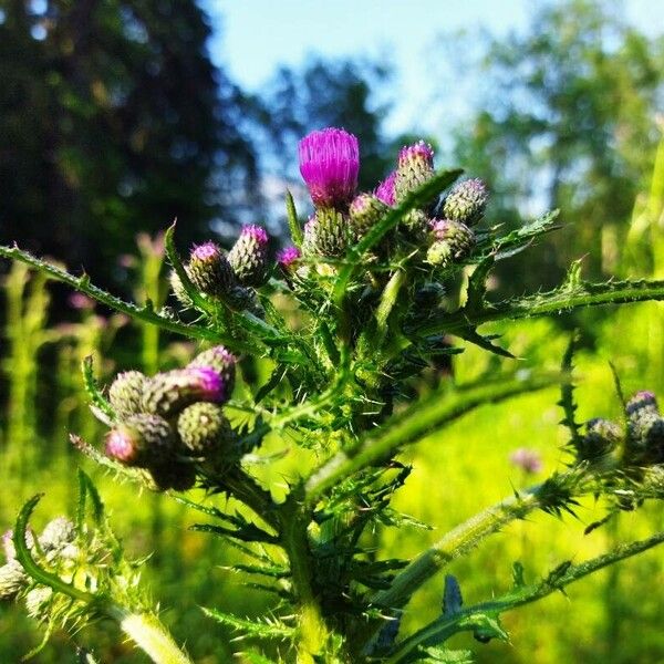 Cirsium palustre Květ