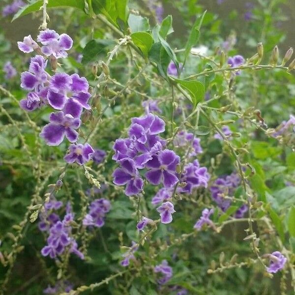 Duranta erecta पत्ता