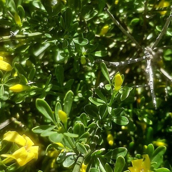 Chrysojasminum fruticans Folla