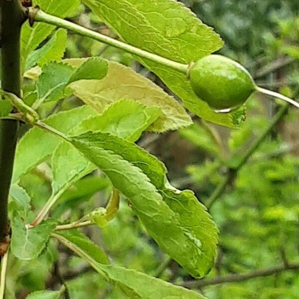 Prunus domestica Плод