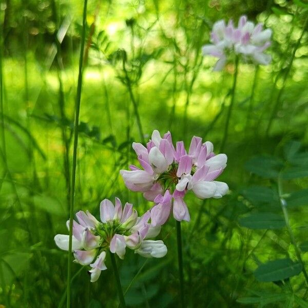 Coronilla varia Lorea