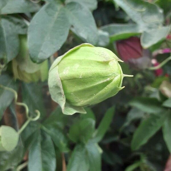 Passiflora edulis Flor