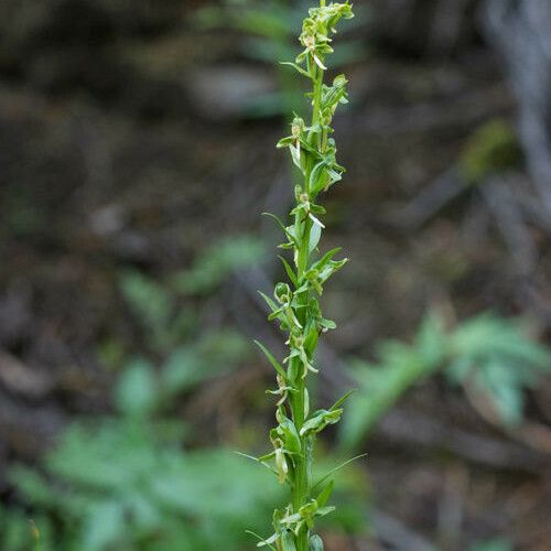 Platanthera sparsiflora Flower