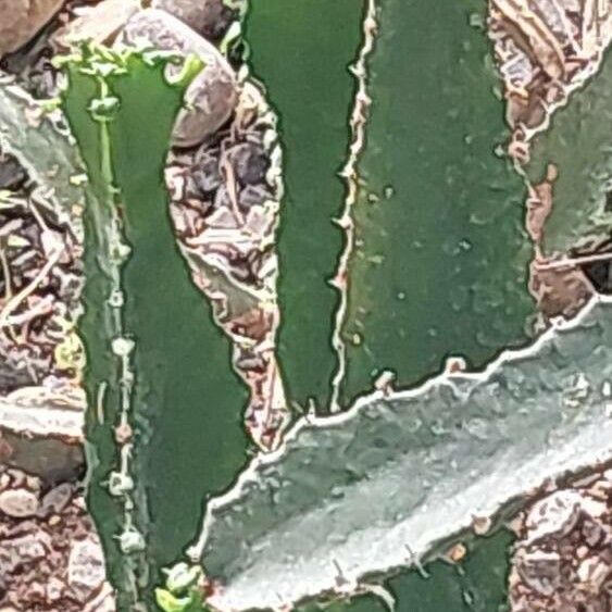 Euphorbia triangularis Hostoa