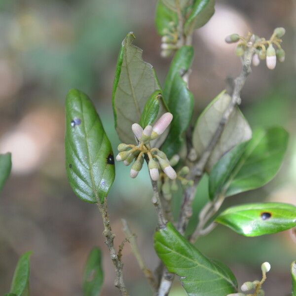 Styrax argenteus Flower