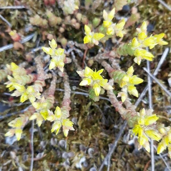 Sedum annuum फूल