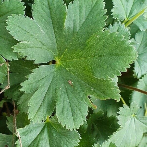 Alchemilla xanthochlora Лист