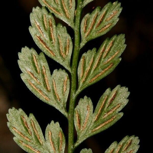 Asplenium cuneatum Folha