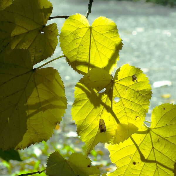 Tilia platyphyllos 叶