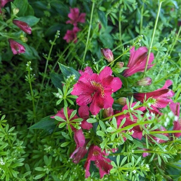 Alstroemeria ligtu Kvet