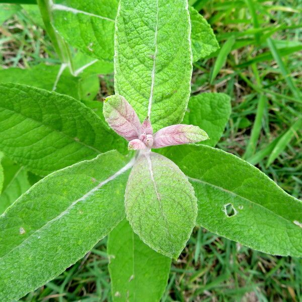 Blumea balsamifera Ліст