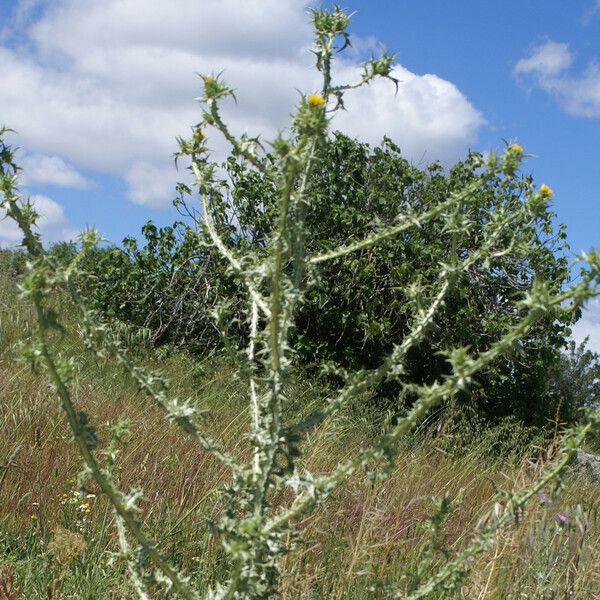 Scolymus maculatus Habit