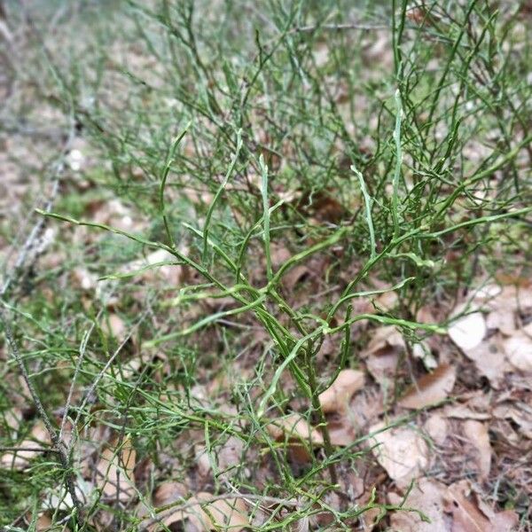 Vaccinium myrtillus Leaf