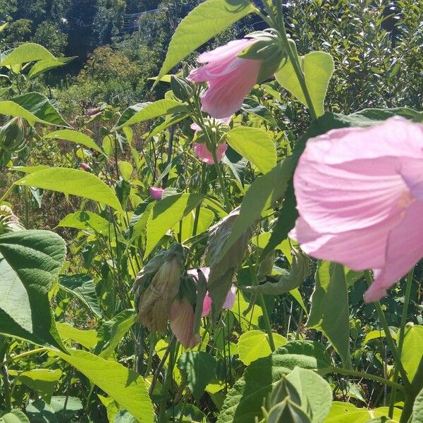 Hibiscus striatus Λουλούδι