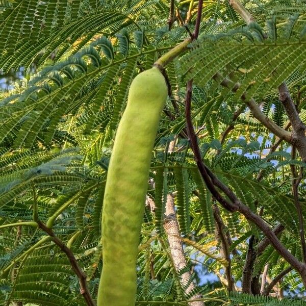 Leucaena leucocephala Плод