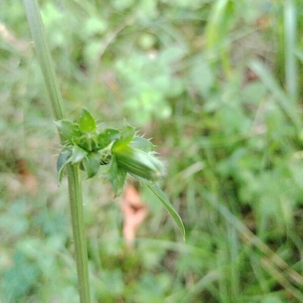 Cichorium endivia Altres