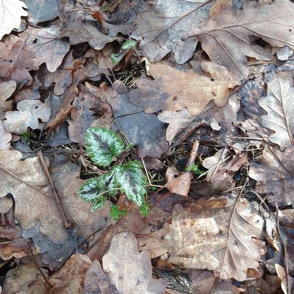 Lamium galeobdolon Blad