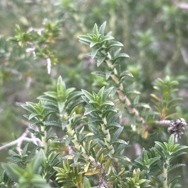 Thymbra capitata Leaf