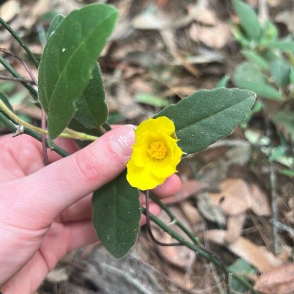 Hibbertia dentata Flower