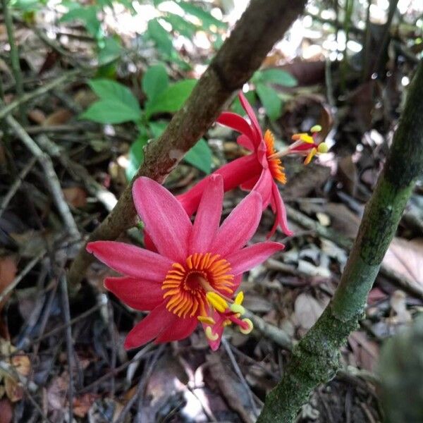Passiflora amoena Flower