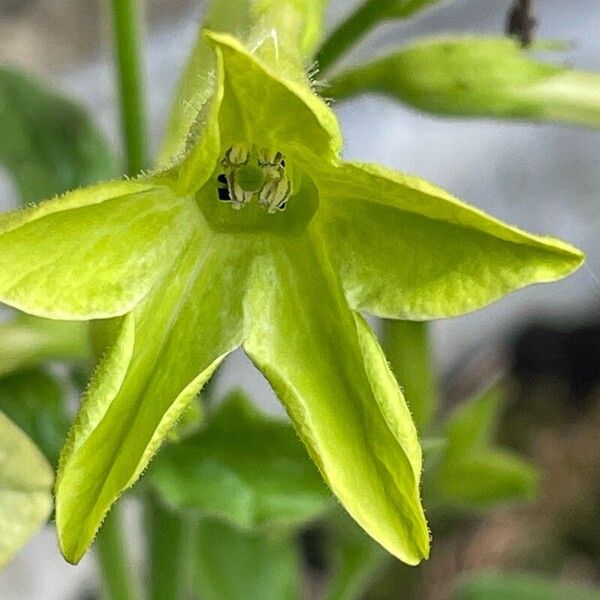 Nicotiana alata Bloem