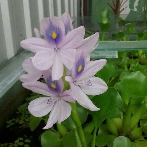 Eichhornia crassipes 花