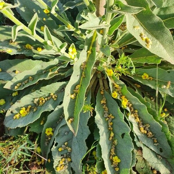 Verbascum sinaiticum Leaf