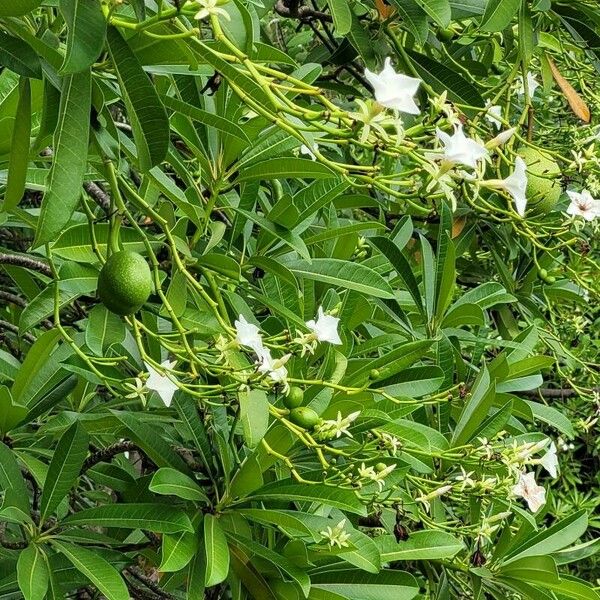 Cerbera manghas Fruit