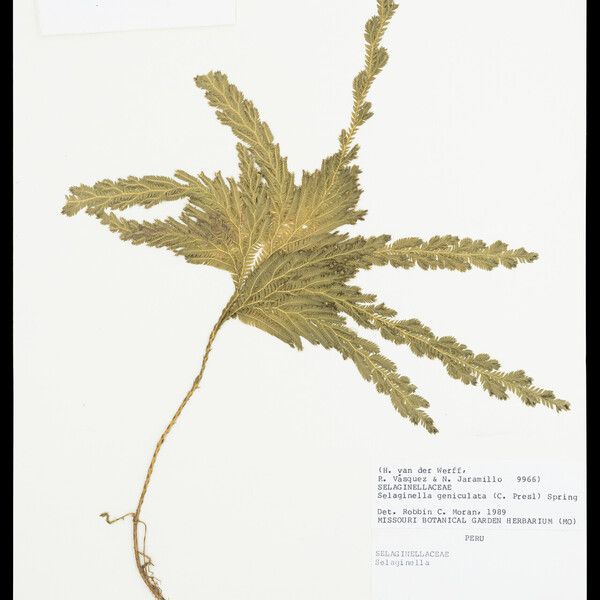 Selaginella parkeri Leaf