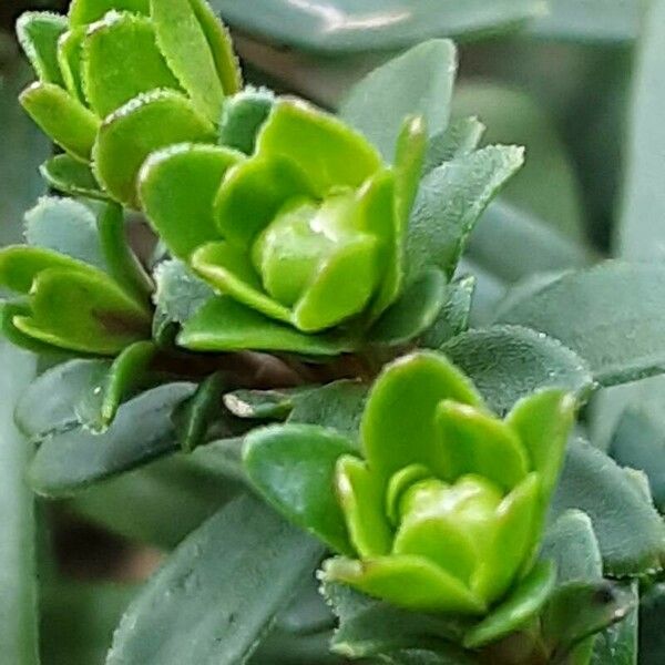 Iberis sempervirens 花