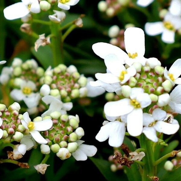 Iberis sempervirens Blodyn